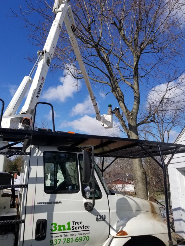 3n1 tree pruning